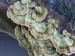 Trametes polyzona