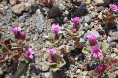 Diplacus cascadensis