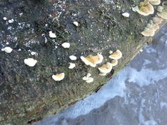 Trametes polyzona