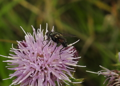 Eriothrix rufomaculata