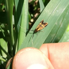 Nemophora degeerella