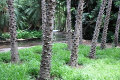 Mauritiella
