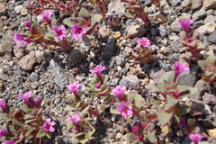 Diplacus cascadensis