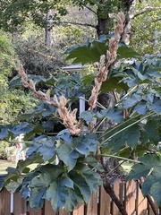 Tetrapanax