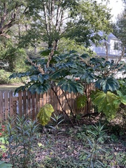 Tetrapanax