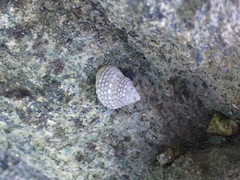 Cenchritis muricatus