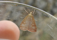 Udea lutealis