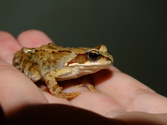 Rana temporaria