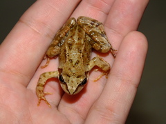 Rana temporaria