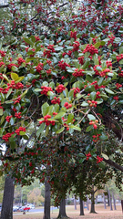 Ilex cornuta