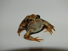 Rana temporaria