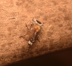 Monocloeus