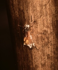 Monocloeus