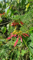 Euphorbia pulcherrima