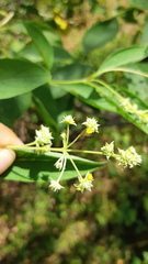 Lippia umbellata