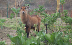 Kobus ellipsiprymnus defassa