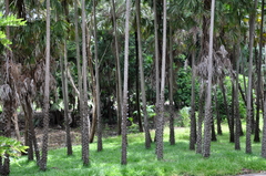 Mauritiella