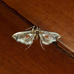 Neoleucinodes elegantalis