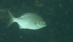 Kyphosus bigibbus