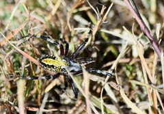 Neoscona orizabensis