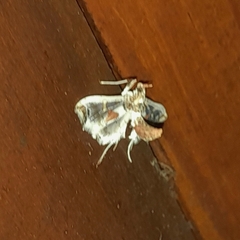Neoleucinodes elegantalis