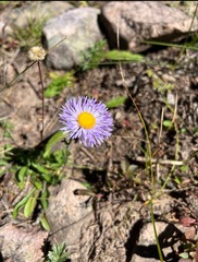 Erigeron glaucus