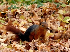 Sciurus anomalus