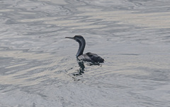 Phalacrocorax punctatus