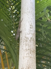 Anolis