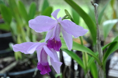 Cattleya trianae