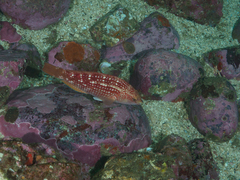 Notolabrus gymnogenis