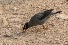 Acridotheres ginginianus