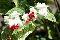 Clerodendrum thomsoniae