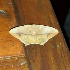 Prochoerodes onustaria