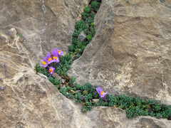 Linaria alpina