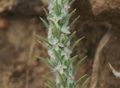 Plantago patagonica