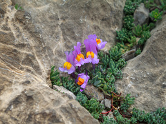 Linaria alpina