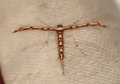 Cosmoclostis aglaodesma