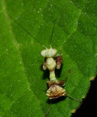 Callibia diana