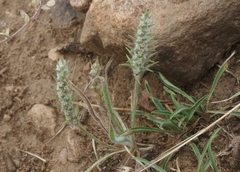 Plantago patagonica