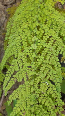 Adiantum concinnum