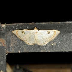 Argyrotome muricolor