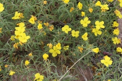 Oenothera serrulata