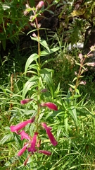 Penstemon roseus