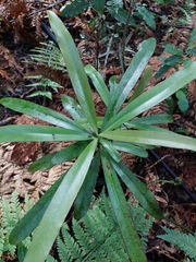 Myrsine salicina