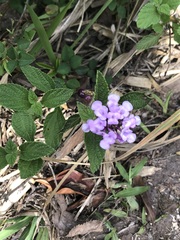 Lantana montevidensis