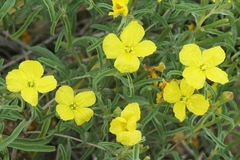 Oenothera serrulata