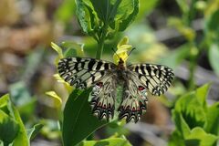 Zerynthia polyxena
