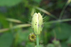 Papaver somniferum setigerum