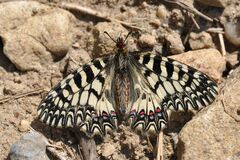 Zerynthia polyxena